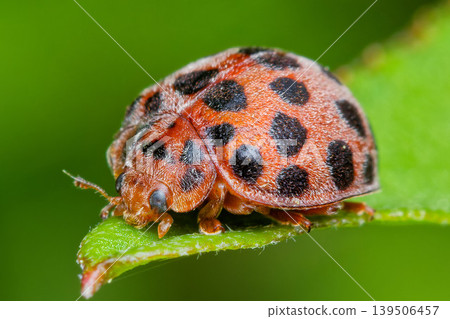 Cute 28-spotted ladybug Cute 28-spotted ladybug 139506457