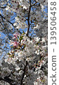 Cherry blossoms and young leaves 139506458