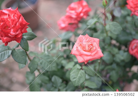Pink roses, early summer (May), rainy season image. Pink roses, early summer (May), rainy season image. 139506502
