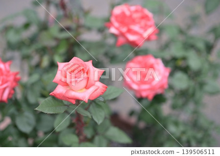 粉紅色的玫瑰,初夏(五月),雨季景象。 粉紅色的玫瑰,初夏(五月),雨季景象。 139506511