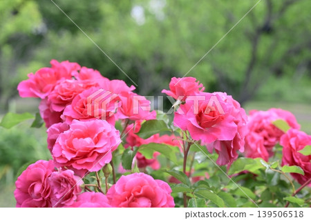 Pink roses, early summer (May), rainy season image. Pink roses, early summer (May), rainy season image. 139506518