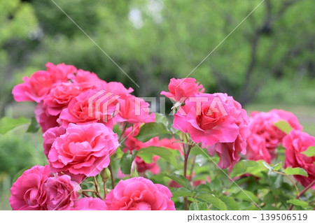 Pink roses, early summer (May), rainy season image. Pink roses, early summer (May), rainy season image. 139506519