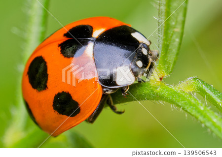 Seven-spotted ladybug searching for aphids Seven-spotted ladybug searching for aphids 139506543