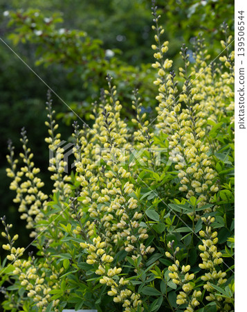 這種乳黃色帶紫色的刺尾魚真漂亮。 這種乳黃色帶紫色的刺尾魚真漂亮。 139506544