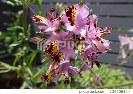 Flowers of wild alstroemeria 139506564