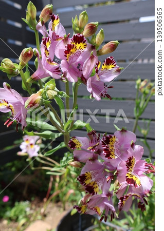 Flowers of wild alstroemeria Flowers of wild alstroemeria 139506565