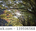 The vibrant autumn sunlight filters through the bamboo grove and the colorful maple leaves. 139506568