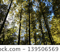 The vibrant autumn sunlight filters through the bamboo grove and the colorful maple leaves. 139506569