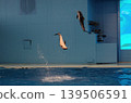 dolphin jump 139506591