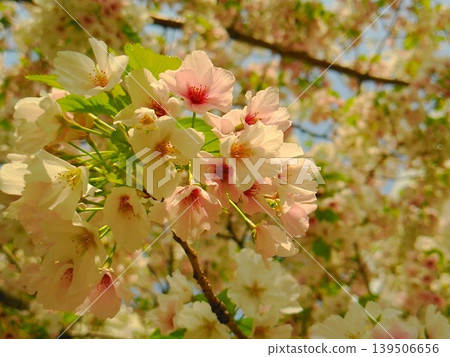 春日的陽光溫暖，春天來了。 139506656