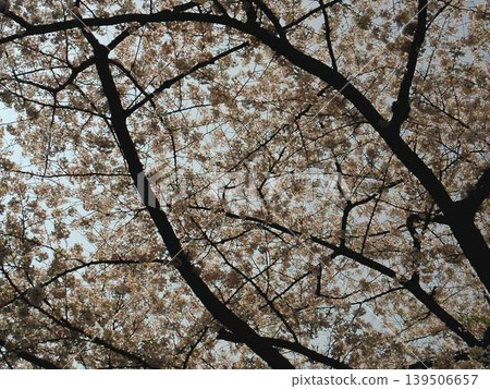 透過櫻花看到的天空 透過櫻花看到的天空 139506657