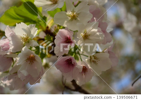 櫻花 櫻花 139506671