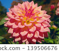 Dahlia 139506676