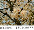 Cherry blossom 139506677