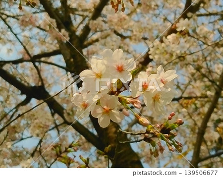 櫻花 櫻花 139506677