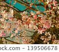 Cherry blossoms herald the arrival of spring 139506678