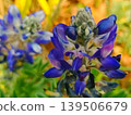 A close-up photo of a plant with purple flowers 139506679