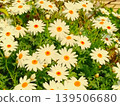  White flower 139506680