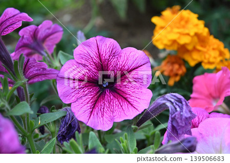 Petunia flowers with a vibrant purple color and a net-like pattern. Petunia flowers with a vibrant purple color and a net-like pattern. 139506683