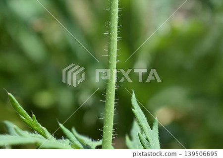 長頭罌粟的莖和葉 長頭罌粟的莖和葉 139506695