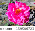 A red rose 139506723