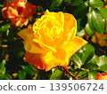 Yellow rose 139506724