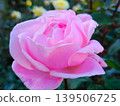 Pink rose flowers are blooming 139506725