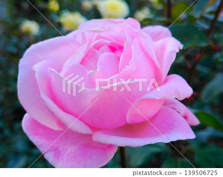 粉紅色的玫瑰花正在綻放 粉紅色的玫瑰花正在綻放 139506725