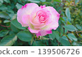 pink roses, 139506726