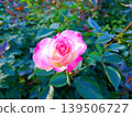 Beautiful pink roses 139506727