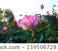 rose flower, light red, 139506728