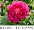 A red rose 139506729