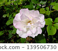 White Rose  139506730