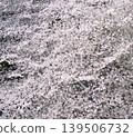 Cherry petals 139506732