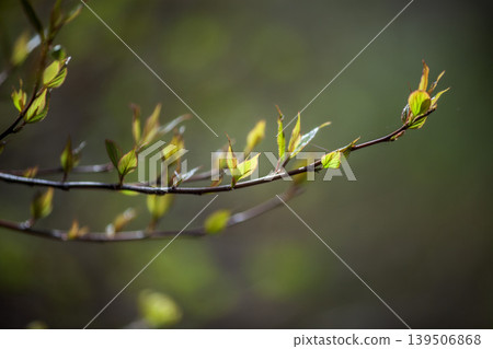 Sprout Sprout 139506868