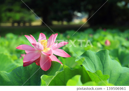 蓮花2861 139506961