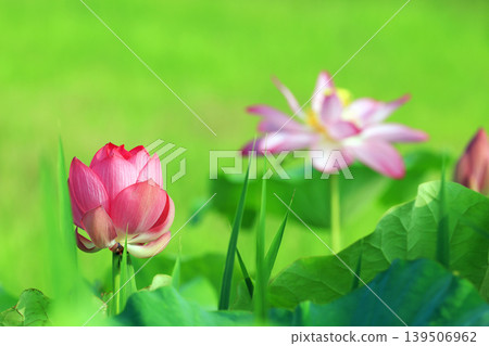 Lotus 2863- Lotus 2863- 139506962