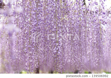 Wisteria trellis (Fuji 285) Wisteria trellis (Fuji 285) 139506992