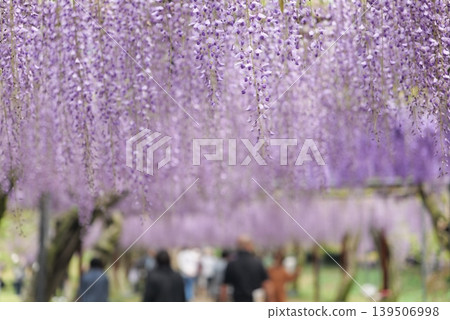 紫藤花架（富士319） 139506998