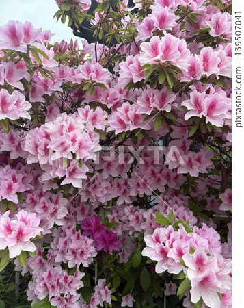 Azalea in full bloom 139507041