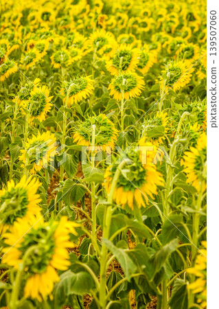 Field of blooming sunflowers, Provence France. Field of blooming sunflowers, Provence France. 139507060