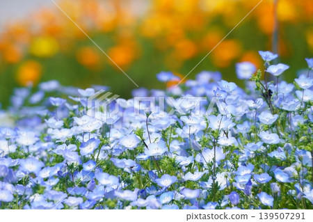 Nemophila 807 139507291