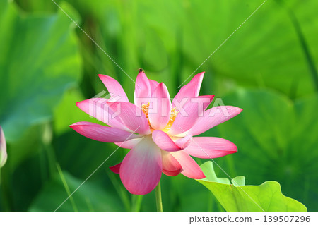蓮花2749 蓮花2749 139507296