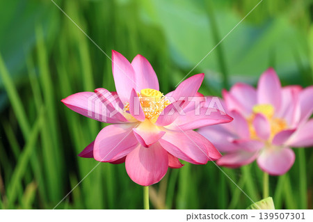 蓮花2755 蓮花2755 139507301