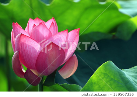 Lotus 2849- Lotus 2849- 139507336