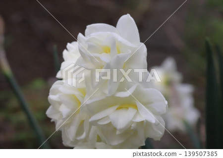 White double-flowered daffodil flowers blooming in a garden in early spring White double-flowered daffodil flowers blooming in a garden in early spring 139507385