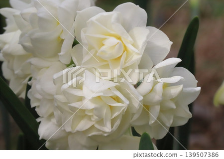 早春花園中盛開的白色重瓣水仙花 早春花園中盛開的白色重瓣水仙花 139507386