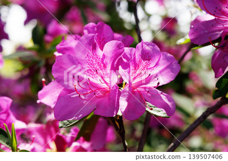 Azalea in full bloom Azalea in full bloom 139507406