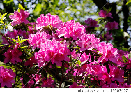 Azalea in full bloom Azalea in full bloom 139507407