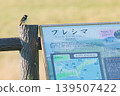 棲息於根室古島濕地的野生鳥類 139507422
